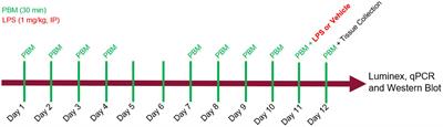 The anti-inflammatory effects of photobiomodulation are mediated by cytokines: Evidence from a mouse model of inflammation